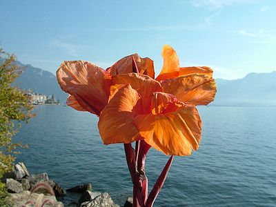 orange flowers during daytime thumbnail