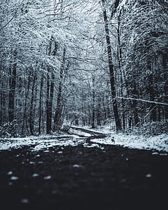 snow filled bare trees thumbnail