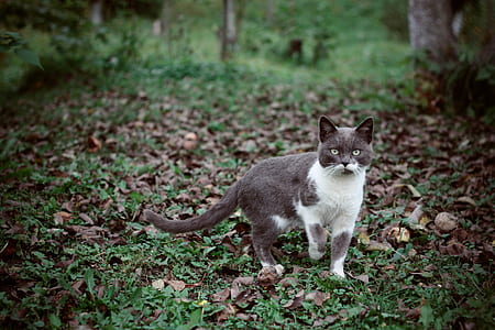 animal, pet, cute, cat thumbnail