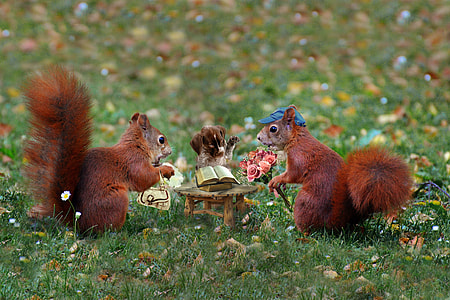 selective focus photography of two squirrel standing front of table thumbnail
