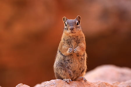 shallow focus photography of brown squirrel thumbnail