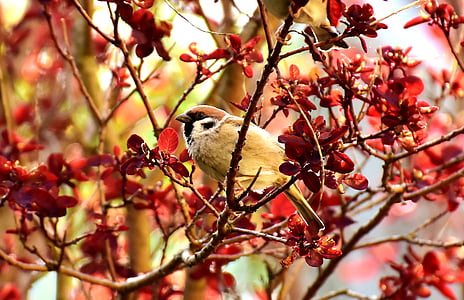 beige sparrow on tree branch thumbnail