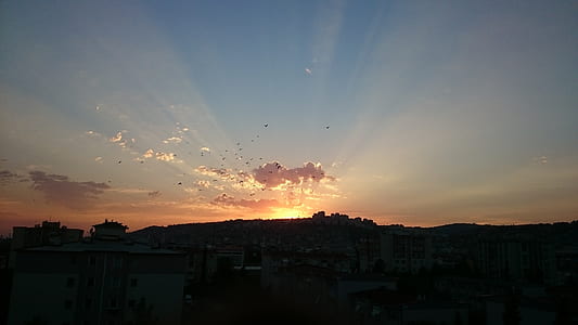 flock of birds during sunrise thumbnail