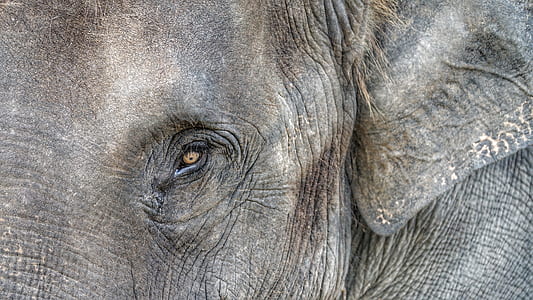 grey elephant thumbnail