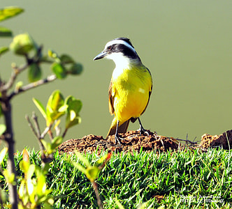 yellow, white and black small size bird on grass field thumbnail
