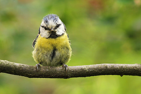 selective focus photography of fledgling Eurasian blue tit thumbnail