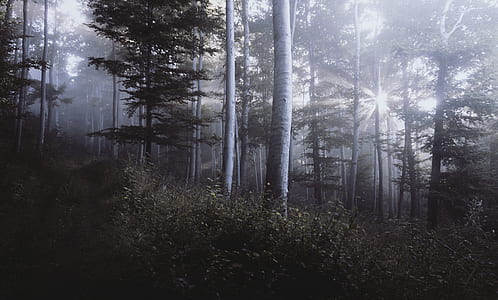 photo of trees and grasses thumbnail