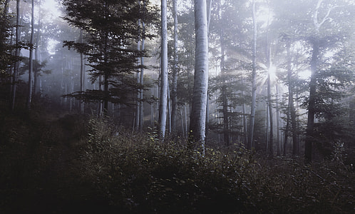 forest with fogs and sun beam light thumbnail