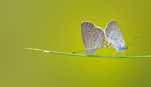 two white-and-gray butterflies on green plant stem thumbnail