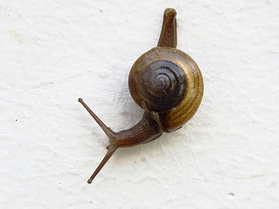 brown snail thumbnail