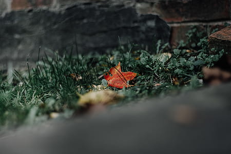 brown dried leaf on green lawn thumbnail