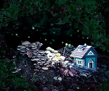 black and teal house beside fungus thumbnail