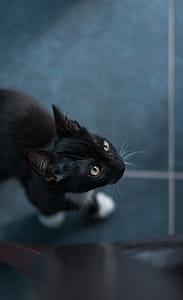Selective Focus Photography Of Tuxedo Cat thumbnail