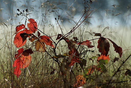red leaf plant close up photo thumbnail