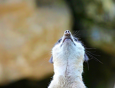 gray and black animal close up photo thumbnail