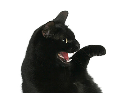 black cat thumbnail