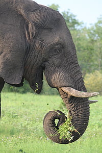 gray elephant closeup p photography thumbnail