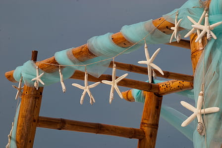 Starfish Hanging thumbnail