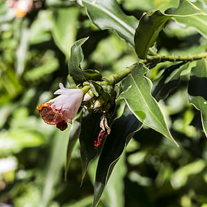 Pink Flower Tree in Bloom during Daytime thumbnail