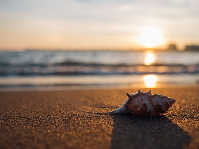 brown conch shell on the gray sand thumbnail