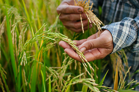 person holding rice grains thumbnail