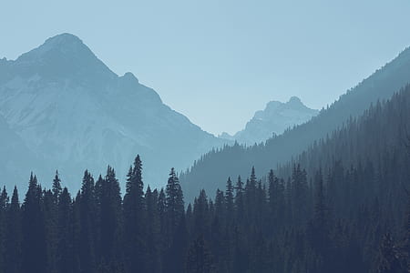 green trees under the foot of the mountains thumbnail
