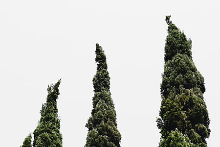 Worm's-eye View of Three Green Leafed Trees thumbnail