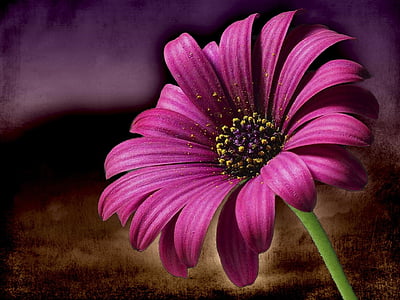 selective focus photography of purple petaled flower thumbnail