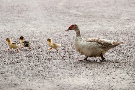 white duck and three ducklings thumbnail