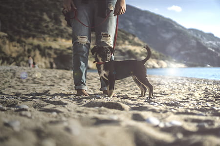 close-up photography of black puppy standing front of man wears blue distressed denim jeans thumbnail