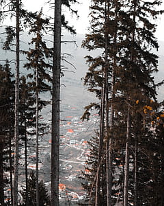 Green Leafed Trees thumbnail
