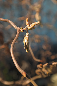 Corkscrew Hazel, C Avellana Contorta thumbnail