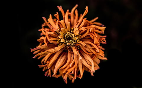 close-up photo of orange marigold flower thumbnail
