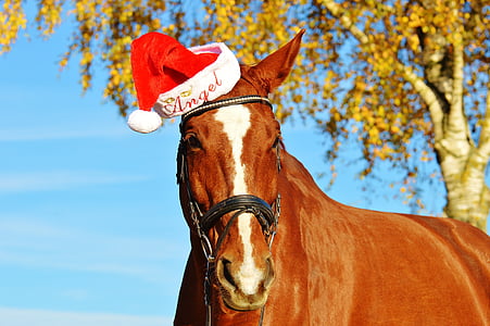 brown horse wearing red and white Angel Christmas hat thumbnail