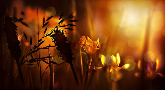 Bokeh Photography of Flowers thumbnail