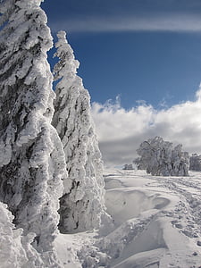 photo of pine trees covered with snow thumbnail