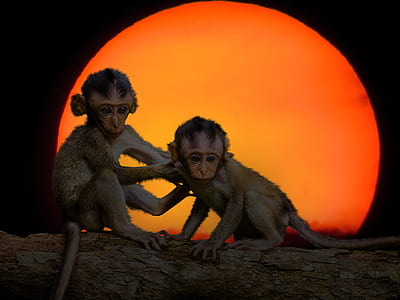 two monkey on tree trunk thumbnail