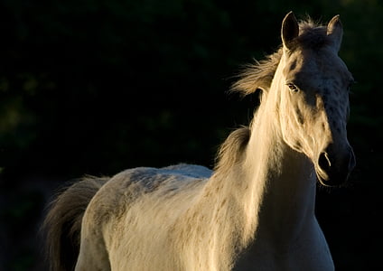 white horse thumbnail