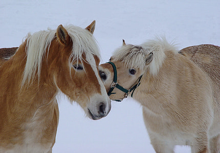 two brown horses thumbnail