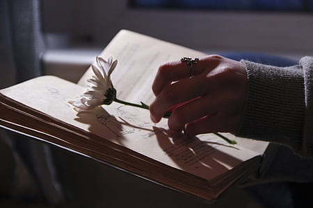 person holding white daisy flower on top of book thumbnail