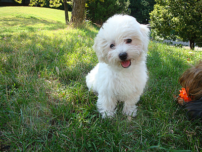 white Maltese puppy thumbnail