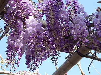 purple wisteria flowers in close-up photography thumbnail