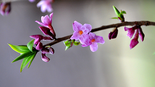 selective focus photo of purple petaled flowers thumbnail