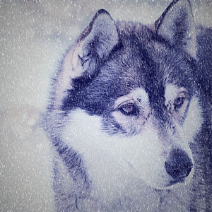 black and white Siberian husky screengrab thumbnail