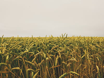 wheat farm thumbnail