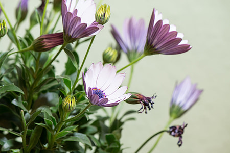 Osteospermum Ecklonis, Cape Basket thumbnail