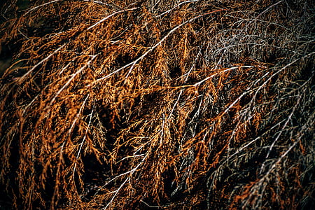 wood, holiday, dark, dirty thumbnail
