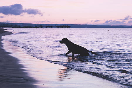 dog swimming on shore thumbnail
