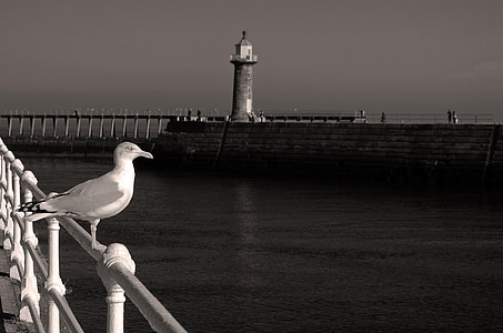 grayscale photo of gull looking at body of water thumbnail