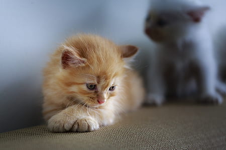 orange tabby kitten on brown textile thumbnail